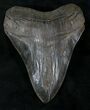 Serrated Fossil Megalodon Tooth - Giant Tooth #23673-1